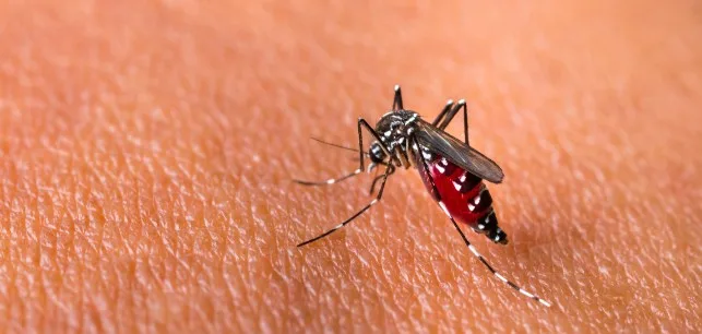 Demam Berdarah Dengue